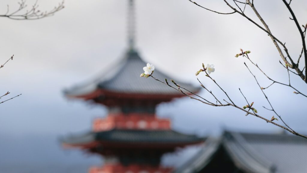 Cherry blossoms in front of a pagoda in Japan